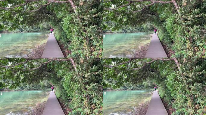 在Macritchie Reservoir的木路上，一个人拿着雨伞行走的高清镜头