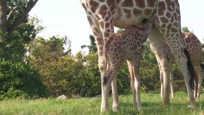 一只小长颈鹿从长颈鹿妈妈身上吸奶，特写