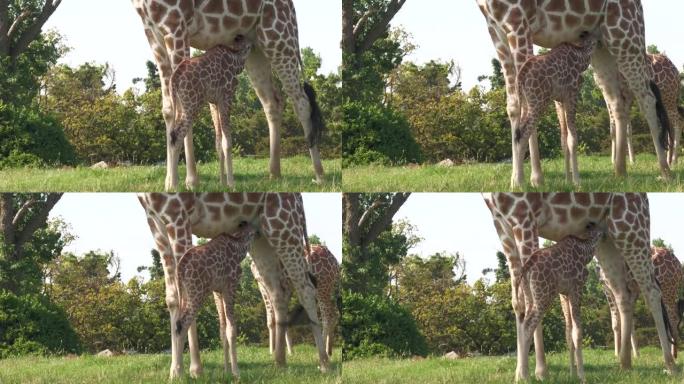 一只小长颈鹿从长颈鹿妈妈身上吸奶，特写
