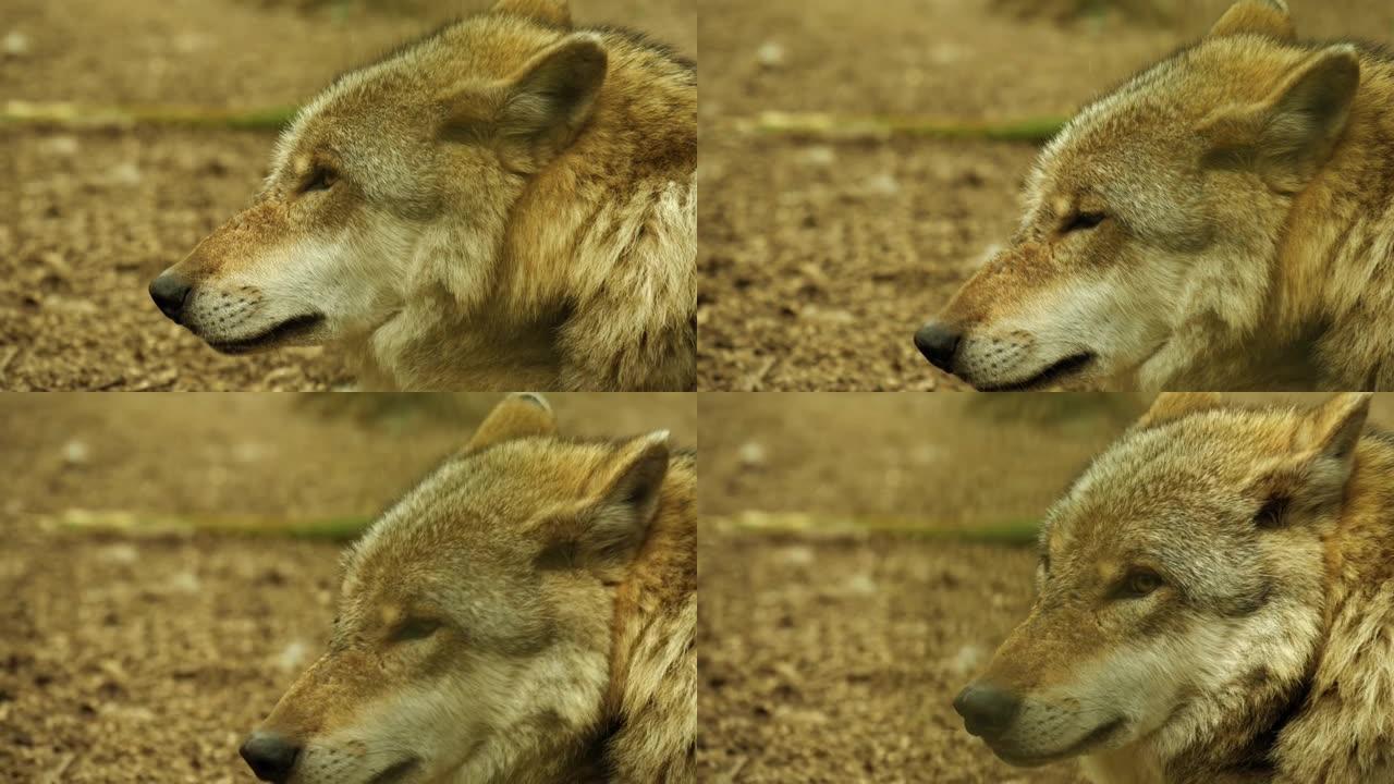 4k动物园内狼的特写镜头
