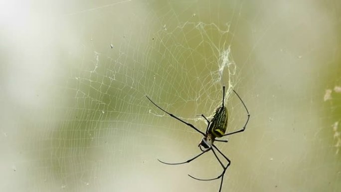 蜘蛛结丝吐丝捕猎捕虫子自然界生态