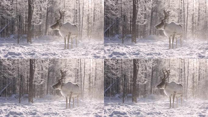雪地里的鹿。冬天的风景。
