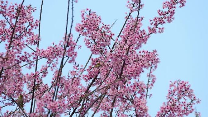 樱花樱花