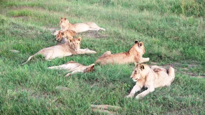 马赛马拉非洲荒野中令人印象深刻的野生狮子。
