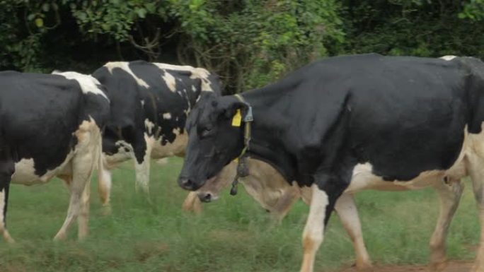 荷尔斯泰因·弗里斯兰奶牛在昆士兰州的乡间小路和草地上行走。特写，跟踪镜头