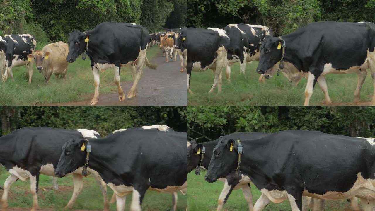 荷尔斯泰因·弗里斯兰奶牛在昆士兰州的乡间小路和草地上行走。特写，跟踪镜头