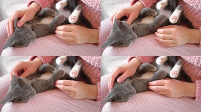 穿着粉红色裤子的女孩抚摸着一只躺在腿上的灰猫。年轻女子穿着毛衣坐在家里抚摸猫科动物。女性用手和手指抚