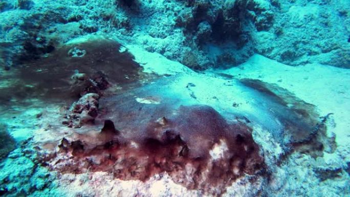 珊瑚礁上的绿藻，全球变暖和水变暖是罪魁祸首，红海埃及