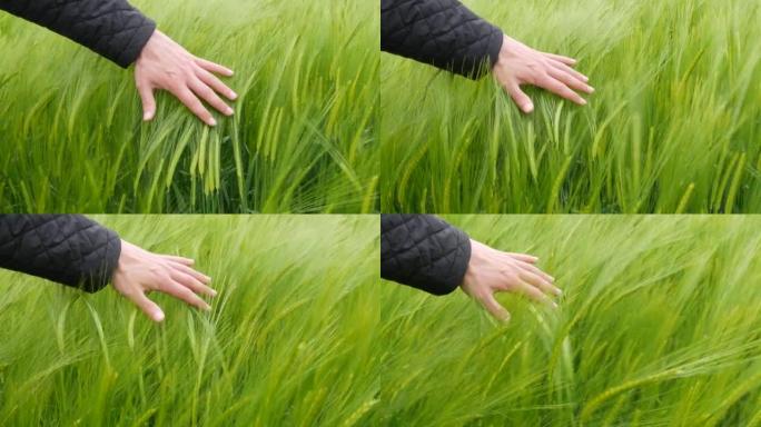 雄性手在风中触摸绿色的年轻麦穗，为未来的收获而成熟