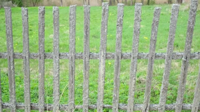 新鲜的春天绿叶在旧木栅栏背景上。中间或中间有复制空间的木墙。乡村自然设计。壁纸或彩绘木质背景。