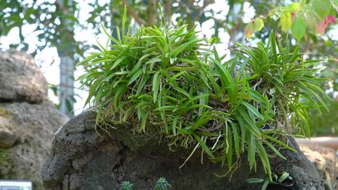 植物园树枝上的兰花草