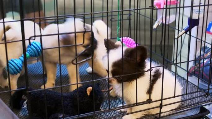 无家可归的动物坐在收容所的狗笼里。两只米色哈巴狗和白色吉娃娃狗cobby在避难所的笼子里玩毛绒玩具和
