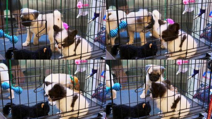 无家可归的动物坐在收容所的狗笼里。两只米色哈巴狗和白色吉娃娃狗cobby在避难所的笼子里玩毛绒玩具和