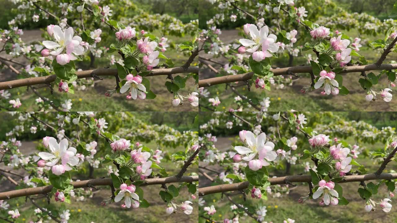 果园里的春天花白色粉红色的苹果树。
