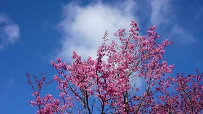 粉红色的Phaya Suea Krong花朵在白云和明亮的天空后面的风中绽放在泰国彭桑洛省的Phu 