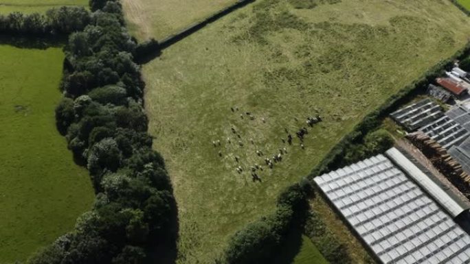 英国康沃尔郡卡尔斯托克，在阳光下的牧场上放牧的牛群。-空中