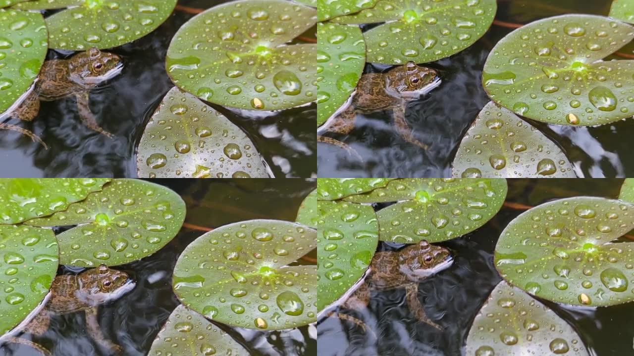 漂浮在池塘中的青蛙
