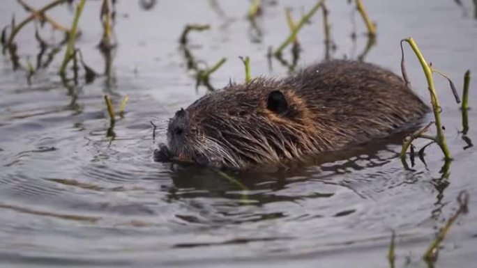 以水生植物为食的Nutria或Coypu (Myocastor coypus)