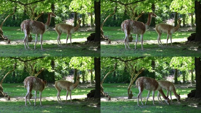 Vicunas，Vicugna Vicugna，美洲驼的亲戚