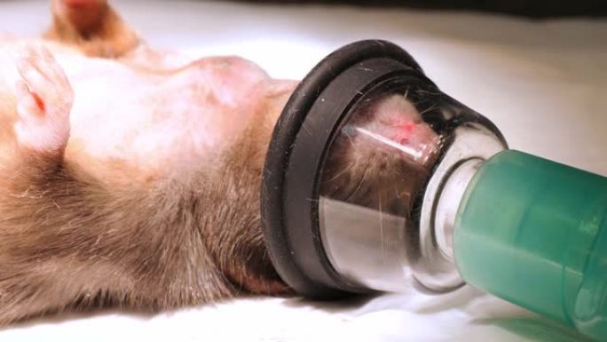 老鼠躺在手术台上的手术室里，脸上戴着氧气面罩。正在准备在全身吸入麻醉下的家鼠进行手术。
