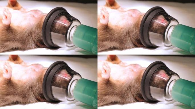 老鼠躺在手术台上的手术室里，脸上戴着氧气面罩。正在准备在全身吸入麻醉下的家鼠进行手术。