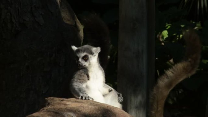Ringtail狐猴在动物园公园里寻找和日光浴-狐猴卡塔