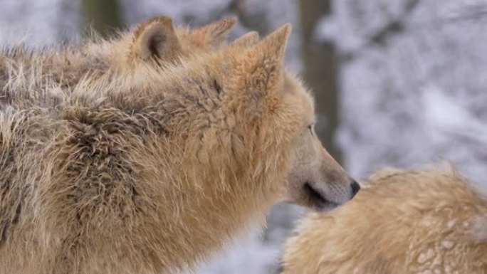 冬季森林中的北极狼群