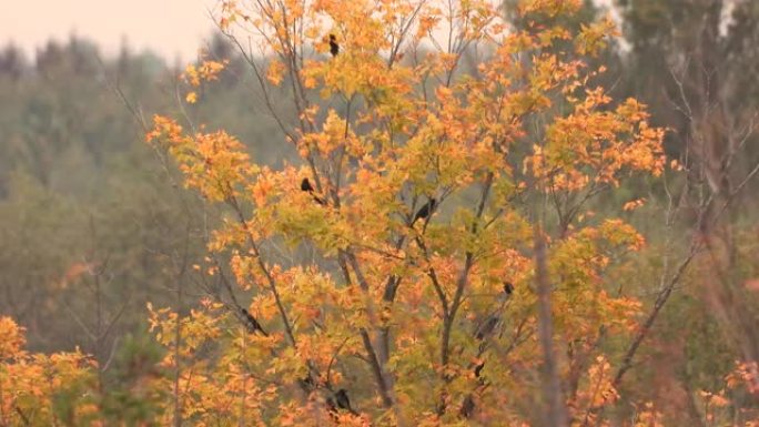 在秋天的树上捕获的八哥鸟