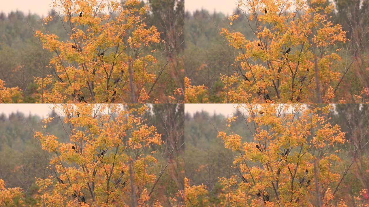 在秋天的树上捕获的八哥鸟