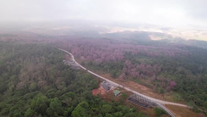 鸟瞰美丽的泰国樱花 (Sakura) 早晨在薄雾中盛开在山上，在泰国Loei的Phu Lom Lo引