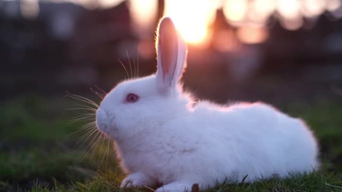 小白兔在草地上休息。