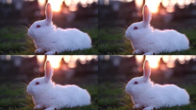 小白兔在草地上休息。