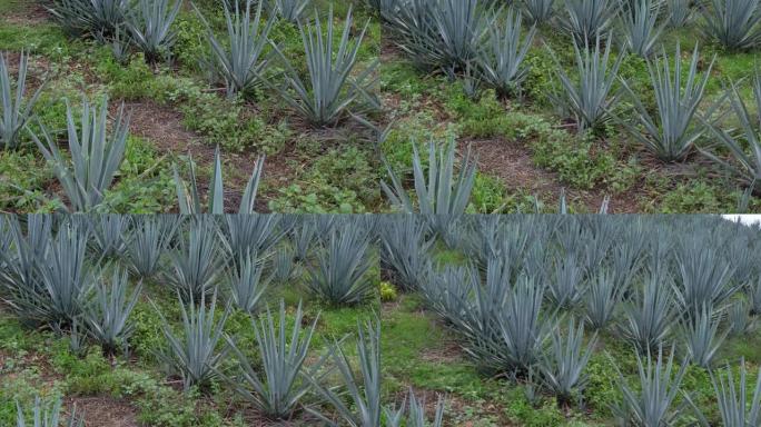 在田间种植蓝色龙舌兰制成龙舌兰酒