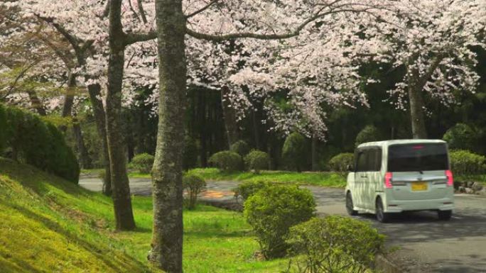 汽车驶过盛开的一排排樱桃树。樱桃树和道路。樱花拱门