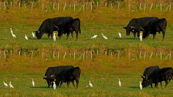 与牛白鹭 (Bubulcus ibis) 在田间的Camargue牛 (Bos taurus)