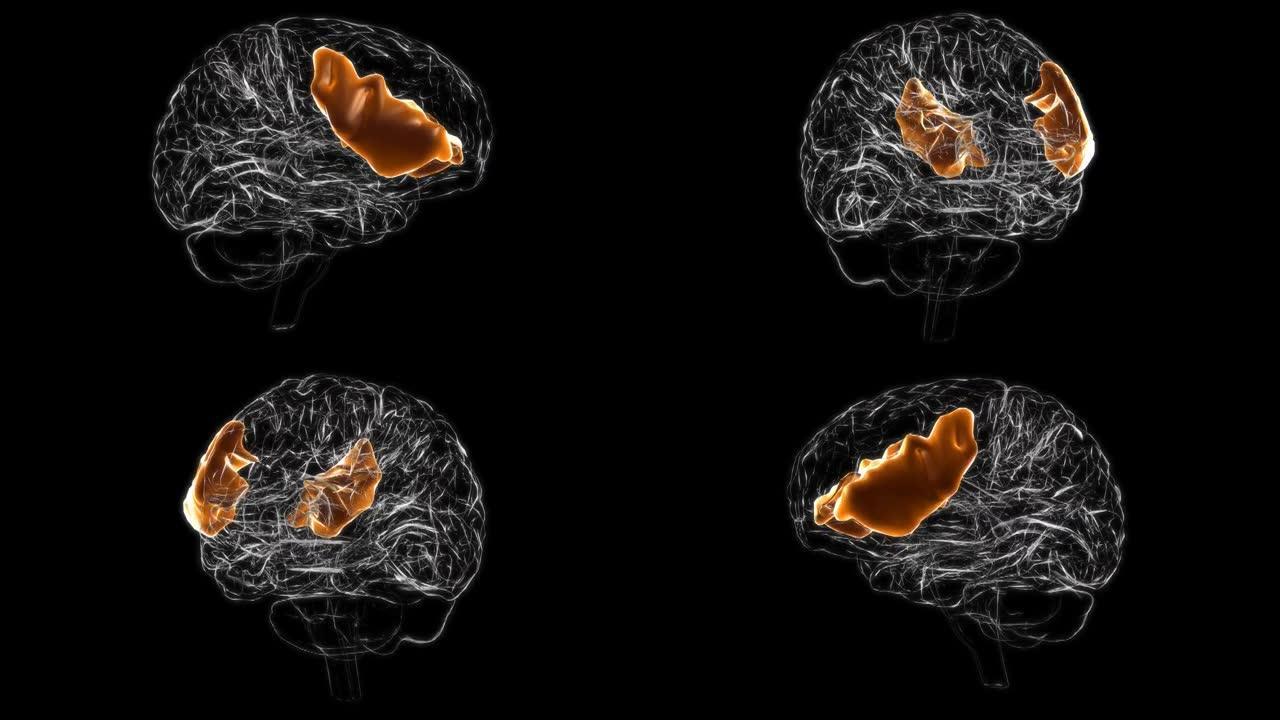 脑额下回解剖医学概念3D动画