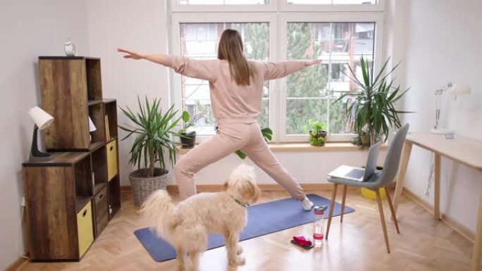 年轻女子，在家练习瑜伽，同时在笔记本电脑上遵循在线瑜伽教程，而狗让她成为公司