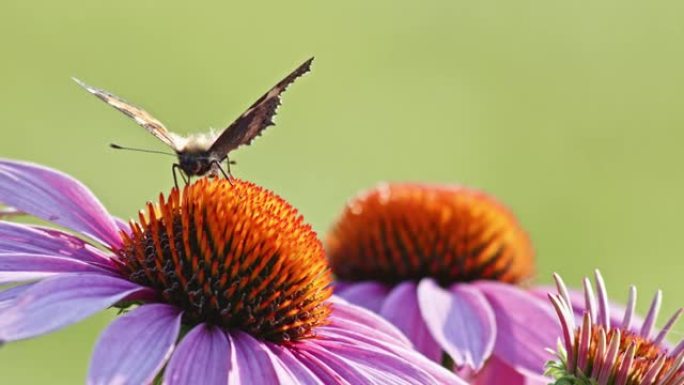 一只小玳瑁蝴蝶在阳光下以橙色的圆锥花为食。特写，微距拍摄。