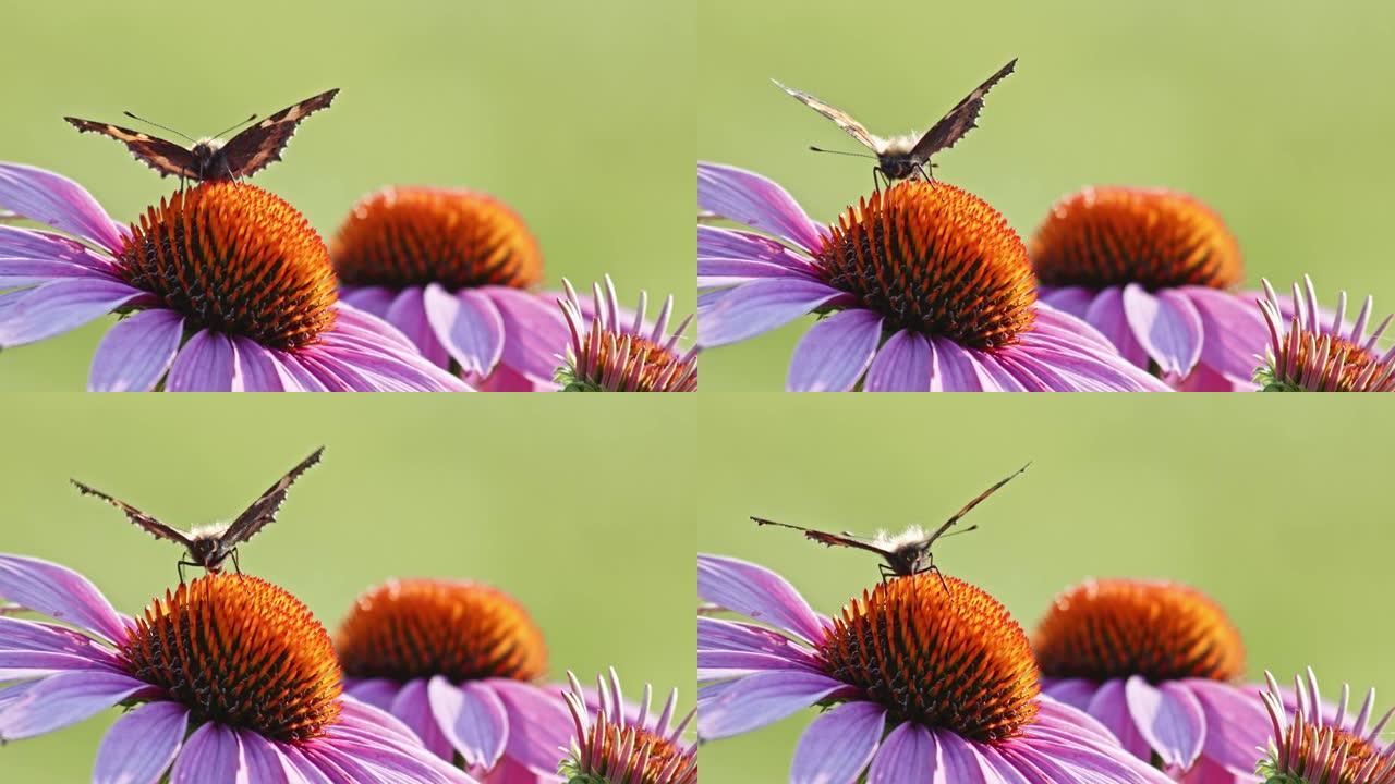 一只小玳瑁蝴蝶在阳光下以橙色的圆锥花为食。特写，微距拍摄。