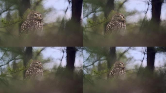 一种小而可爱的鸟小猫头鹰 (Athene noctua) 栖息在针叶树的树枝上。背景中有一片森林。