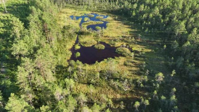 森林沼泽、黑色蓝色水面、苔藓和草的航拍视频 -- 人畜危险场所。向后飞行无人机视频。阳光明媚的夏日