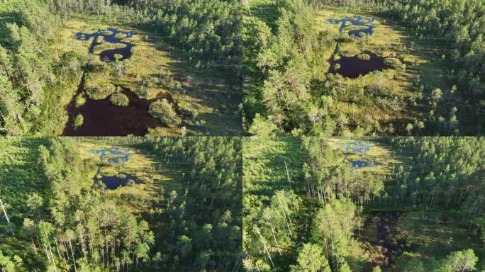 森林沼泽、黑色蓝色水面、苔藓和草的航拍视频 -- 人畜危险场所。向后飞行无人机视频。阳光明媚的夏日