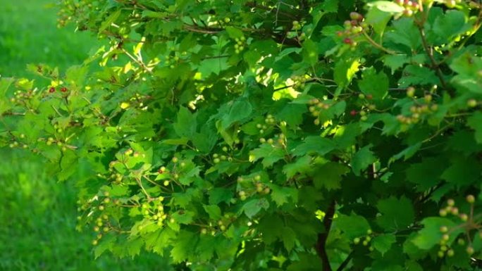 山楂的红色果实在夏天在灌木丛的树枝上成熟。Crataegus laevigata，被称为中部山楂，英