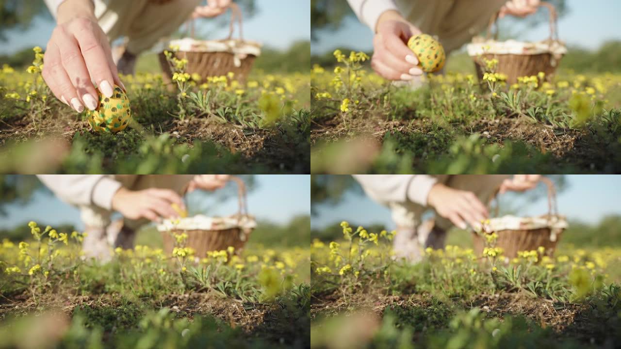 一个涂着黄色的复活节彩蛋躺在被黄色花朵包围的田野上，女孩找到了它，并把它放在篮子里慢动作特写