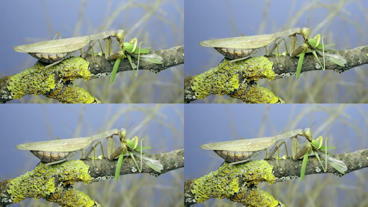 大型雌性绿色螳螂吃绿色蚱hopper坐在覆盖着地衣的树枝上。外高加索树螳螂 (Hierodula t