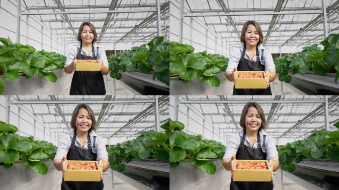 中年亚洲女性草莓农场主将草莓交给相机，有机园艺，无毒