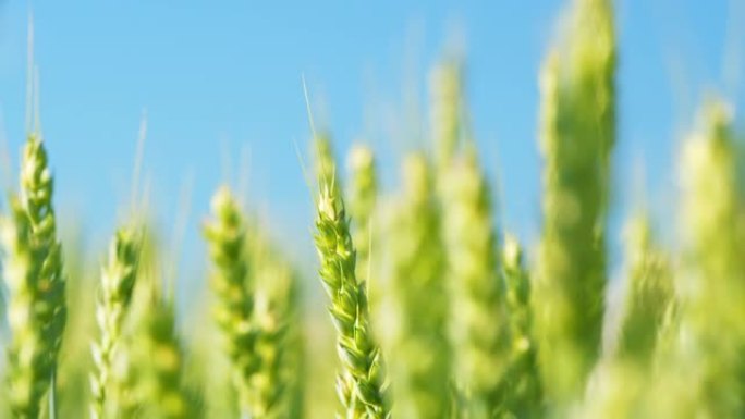 小麦大丰收。黄绿色的耳朵在风中慢慢摇曳。谷物的种植。低角度视图。