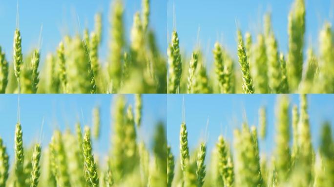 小麦大丰收。黄绿色的耳朵在风中慢慢摇曳。谷物的种植。低角度视图。