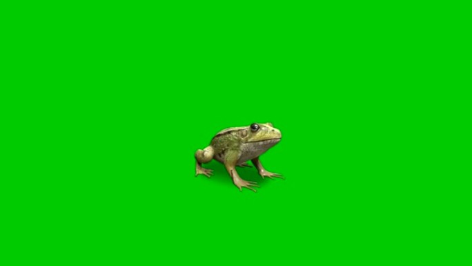 青蛙在屏幕上仍然保持沉默，屏幕背景为绿色。