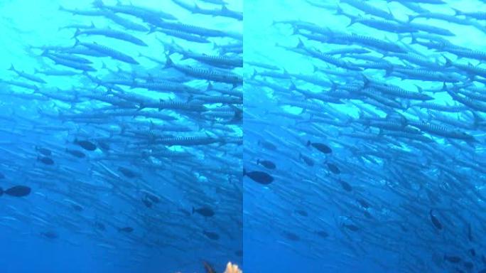 雪佛龙梭子鱼学校与珊瑚礁水下拍摄的垂直视频